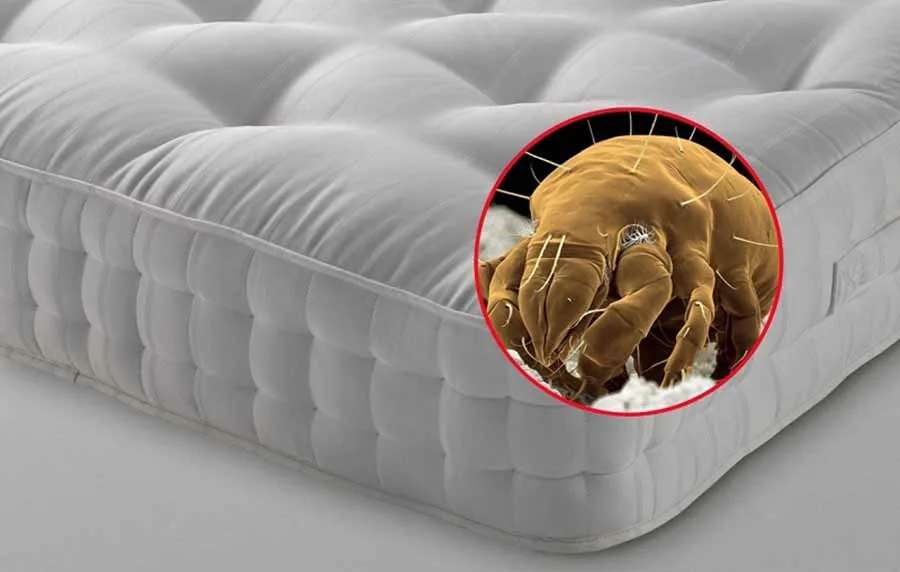 Discover reliable pest control methods and bed bug treatment options to keep your home safe, clean, and comfortable year-round.