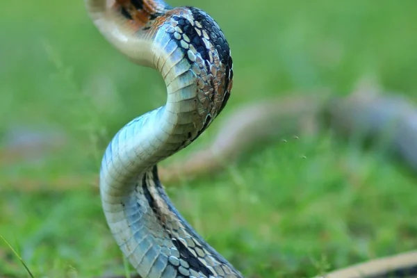 Are There Snakes in Tasmania