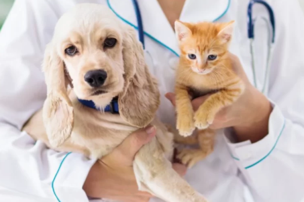 Deworming Pet Hospital Regina