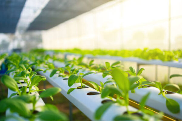 UAE Hydroponics Market