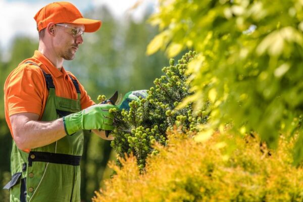 What Are the Benefits of Hiring Experts for Tree Care