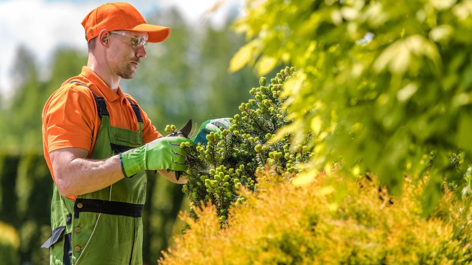 What Are the Benefits of Hiring Experts for Tree Care