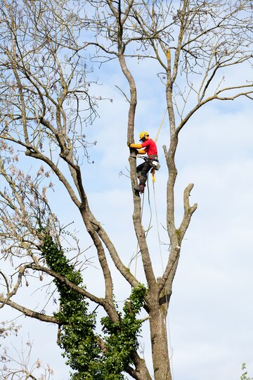 tree removal Hemby Bridge NC