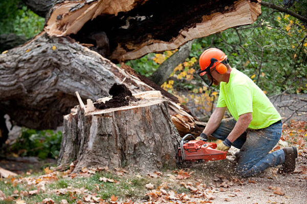 Tree maintenance