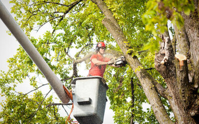 tree services