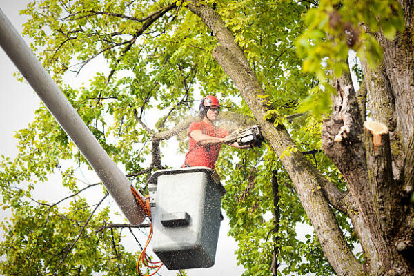 tree services