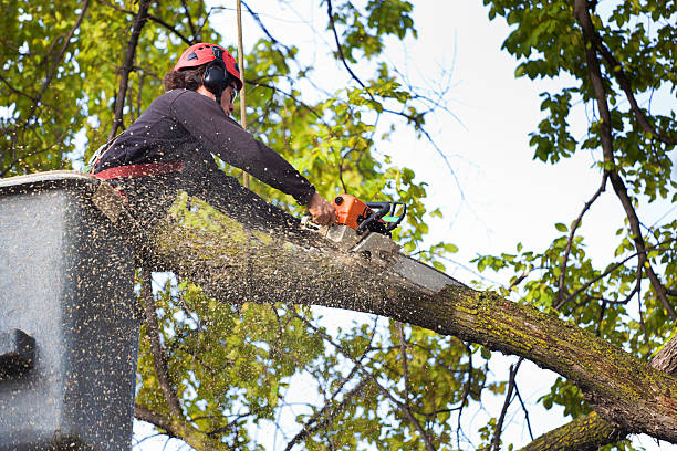 Tree maintenance