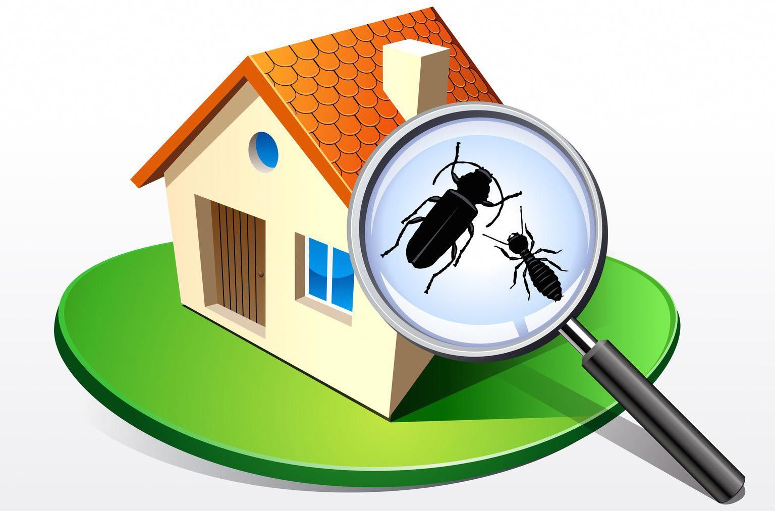 termite control service