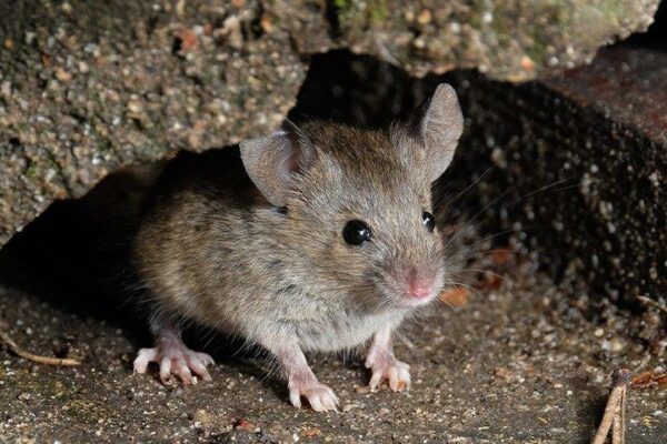 Rodent removal in oshawa