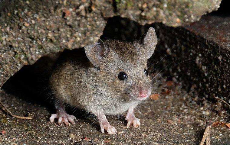 Rodent removal in oshawa