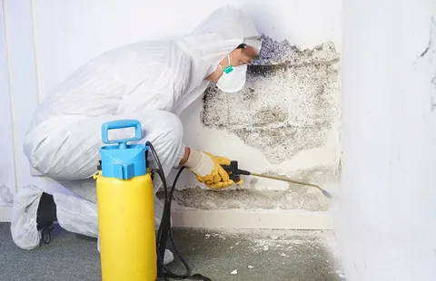 free mould inspection Sydney