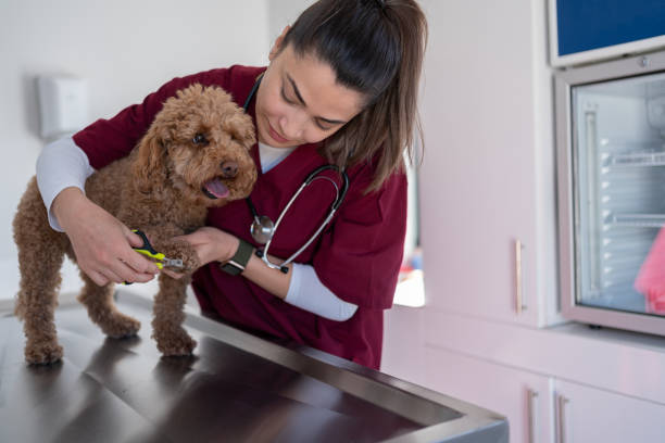 Pet Health Clinic