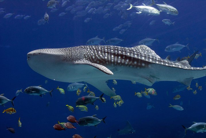 Whale Shark