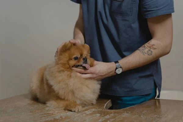 pet-grooming